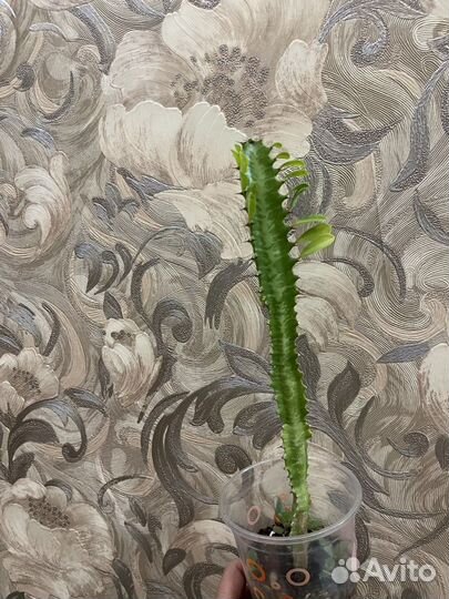 Молочай трехгранный