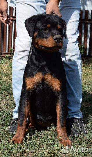 Щенки ротвейлера девочки