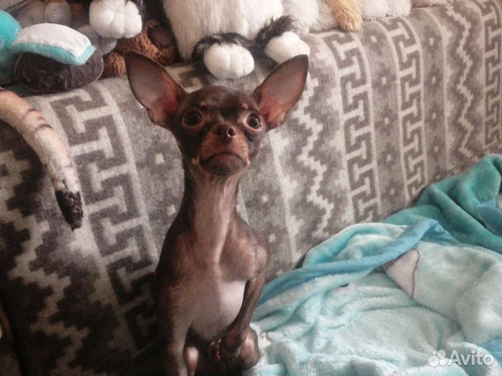 Той-терьер, вязка