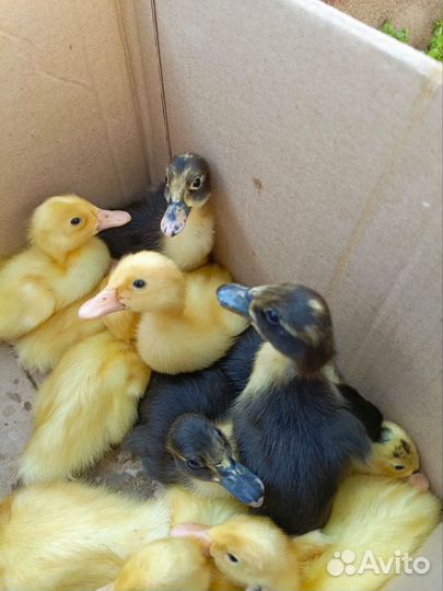 Утята индийский бегунок