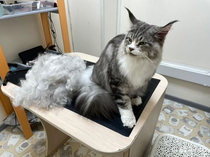 Комплексный уход за мейн-кунами