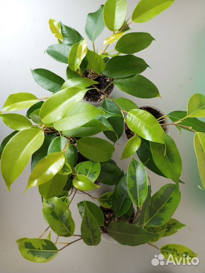 Фикус бенджамина