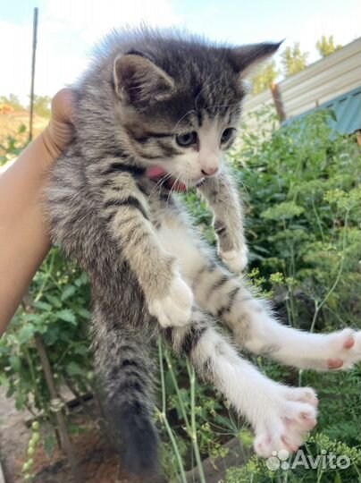 Бенгальская кошка