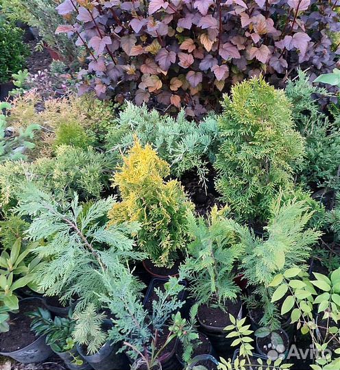 Хвойники, декоративные кустарники