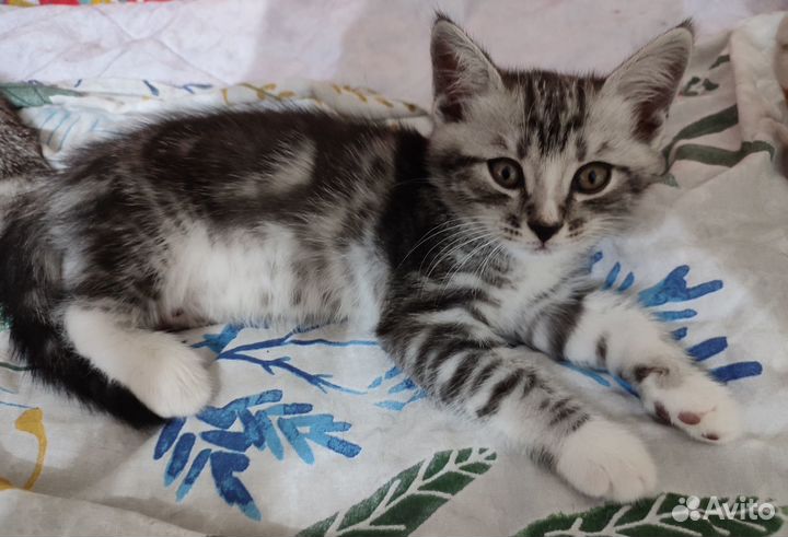Котята в добрые руки, мальчик, 2 мес