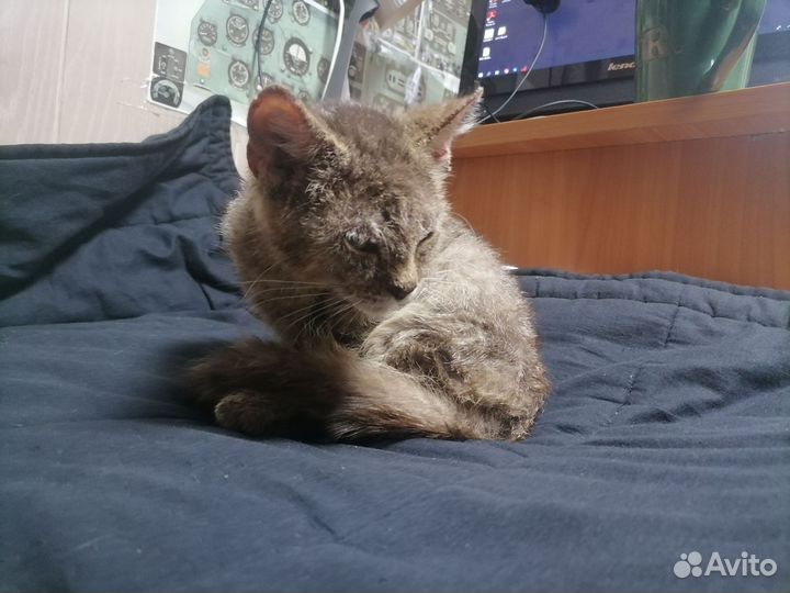 Котенок в добрые руки