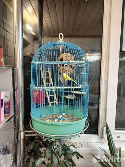 Зебровые амадины