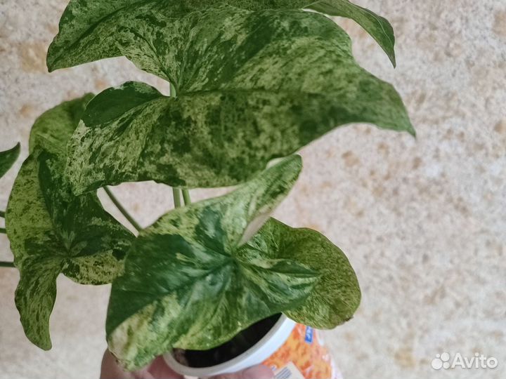 Сингониум моттлед мохито