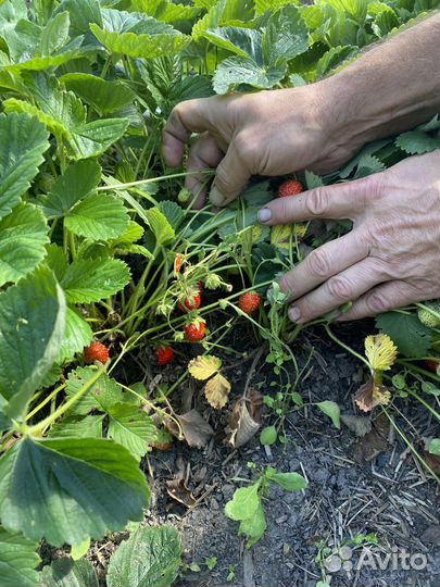 Клубника ягода