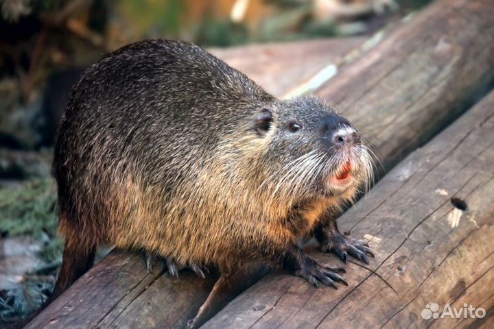 Корм для собак