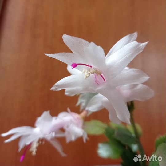 Белый, оранжевый, розовый декабрист (шлюмбергера)