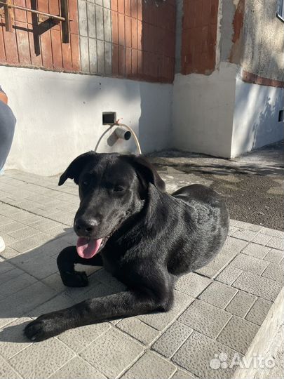 Найдена собака