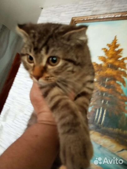 Котенок мальчик