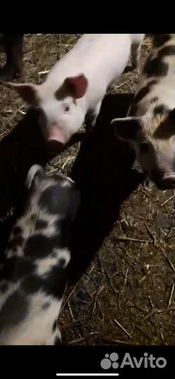 Поросята