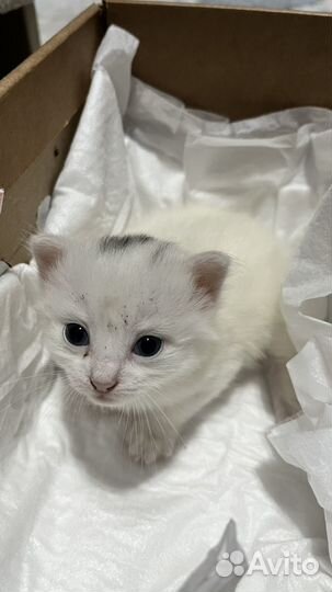 Кошки в добрые руки