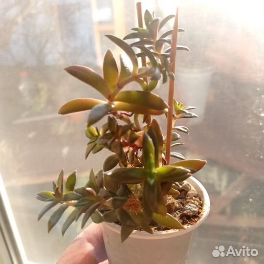 Суккуленты