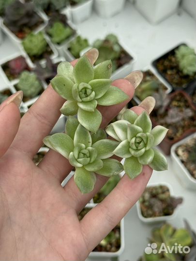 Суккуленты