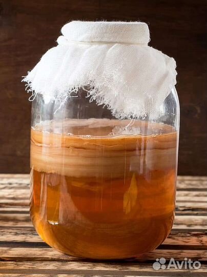 Чайный гриб Камбучо