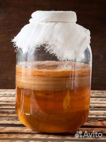 Чайный гриб Камбучо