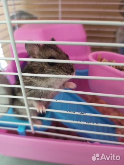 Джунгарский хомяк с клеткой