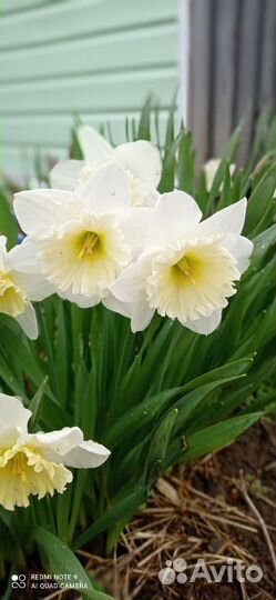 Луковицы нарциссов