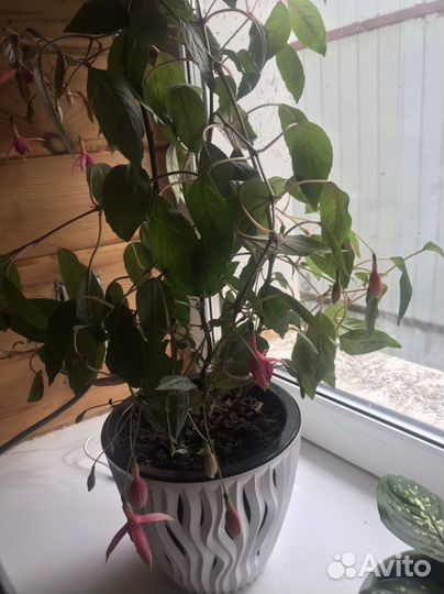 Фуксия цветок