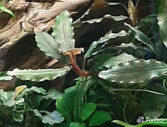 Буцефаландры