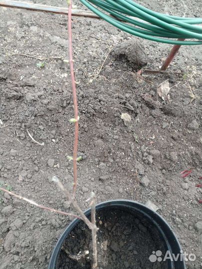 Саженцы чубушника -жасмина