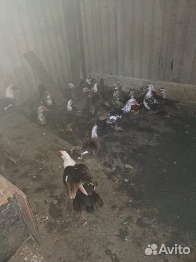 Продам живым весом