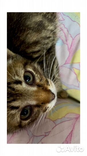 Котенок мальчик ждёт маму 1,5 мес будет не крупный