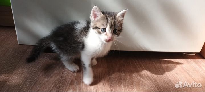 Котята Вислоухие Бесплатно