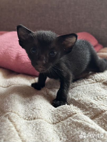Ориентальные котята