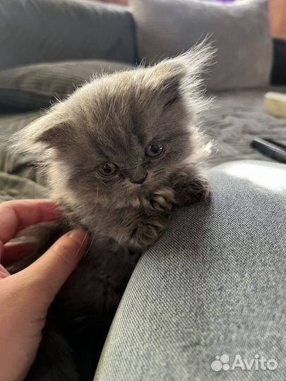 Британские котята