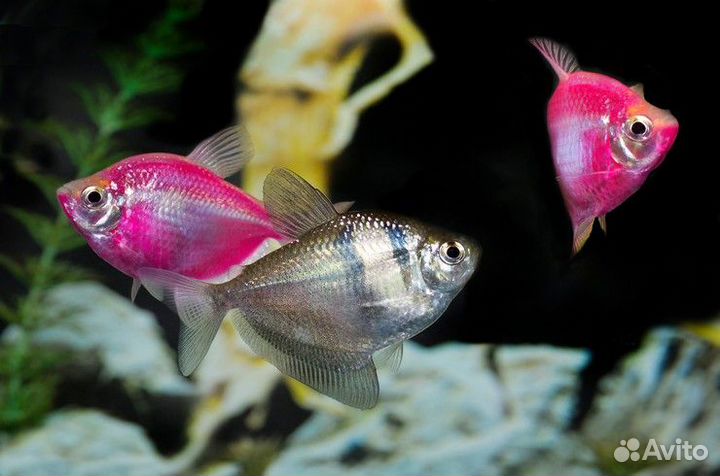 Тернеция glofish