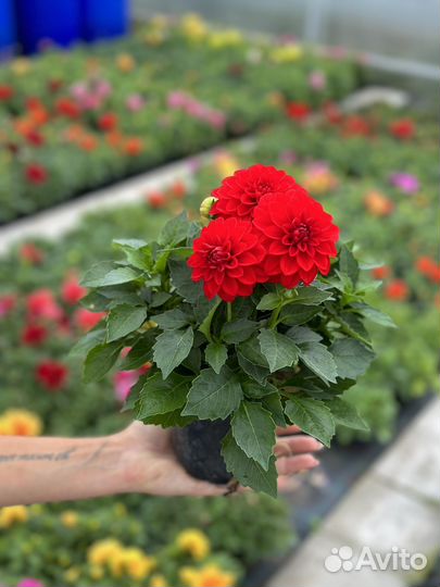 Низкорослые георгины, многолетник