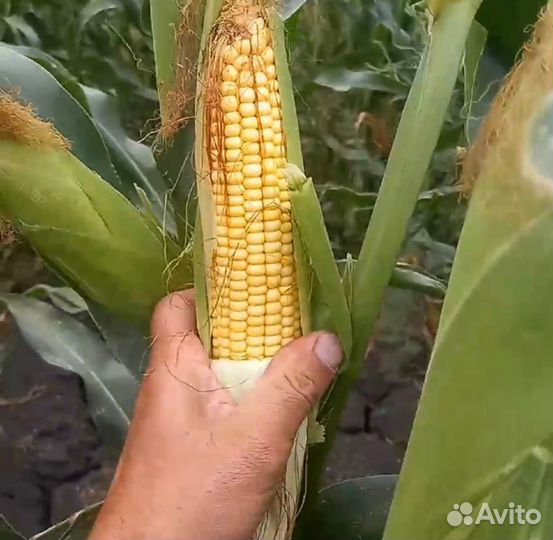 Семена кукурузы дкс