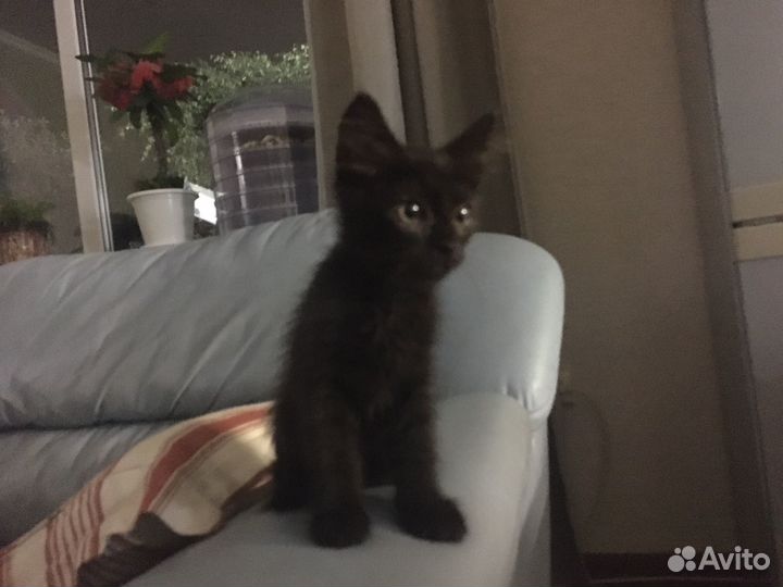 Отдам котенка в добрые руки