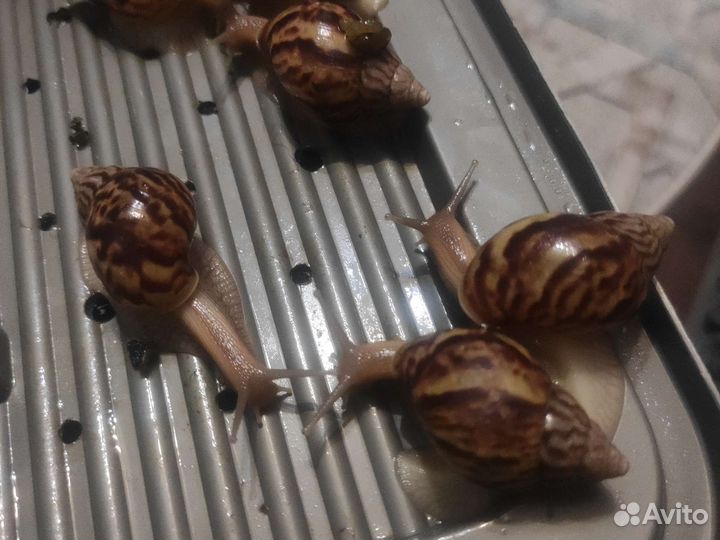 Улитки ахатины бесплатно