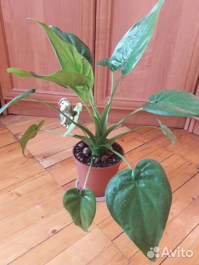 Алоказия кукулата