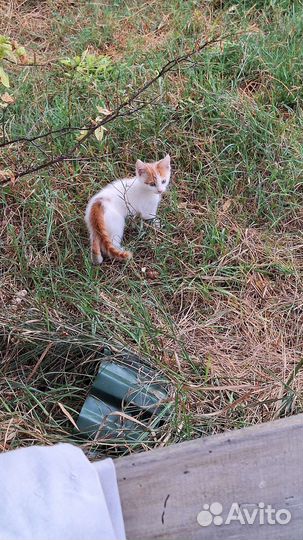 Котята ждут любящего хозяина