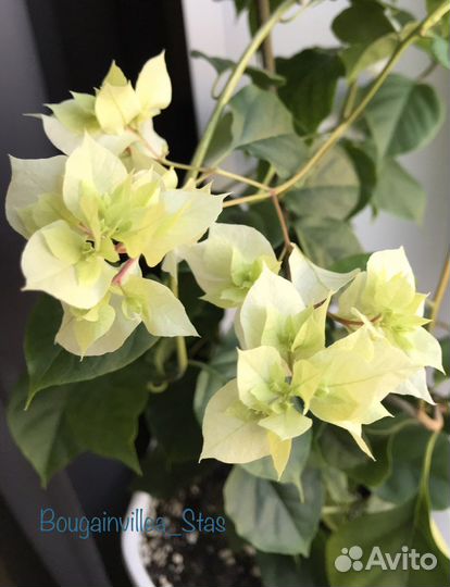 Бугенвиллея