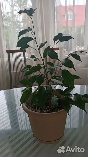 Фикус бенджамина