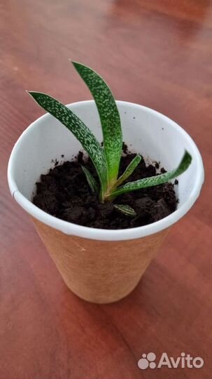 Суккулент. Гастерия