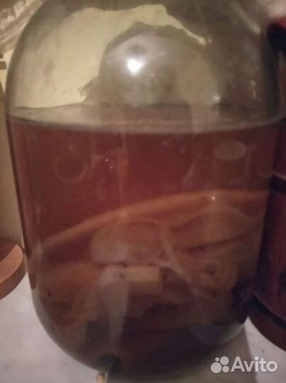 Поделюсь чайным грибом