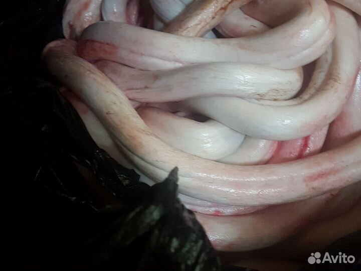 Бычий корень