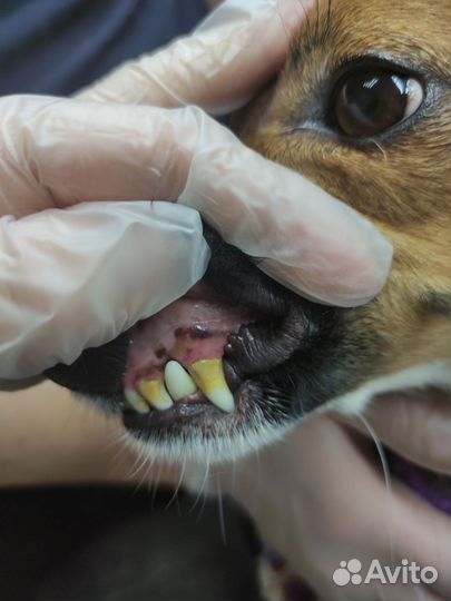 Ультразвуковая чистка зубов для собак, животных