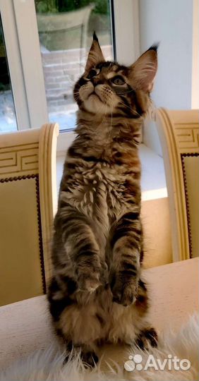 Котята мейн-кун полидакт