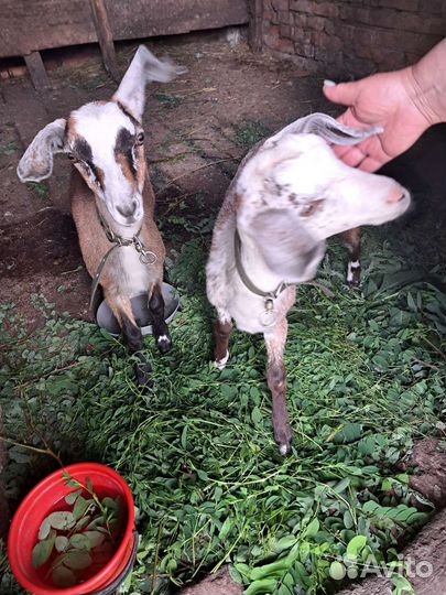 Нубийские козы