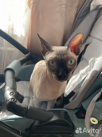 Канадский сфинкс