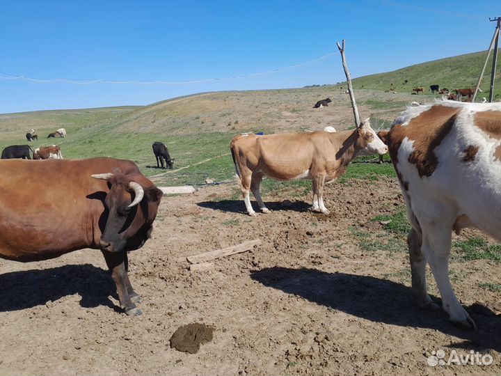 Коровы стельные